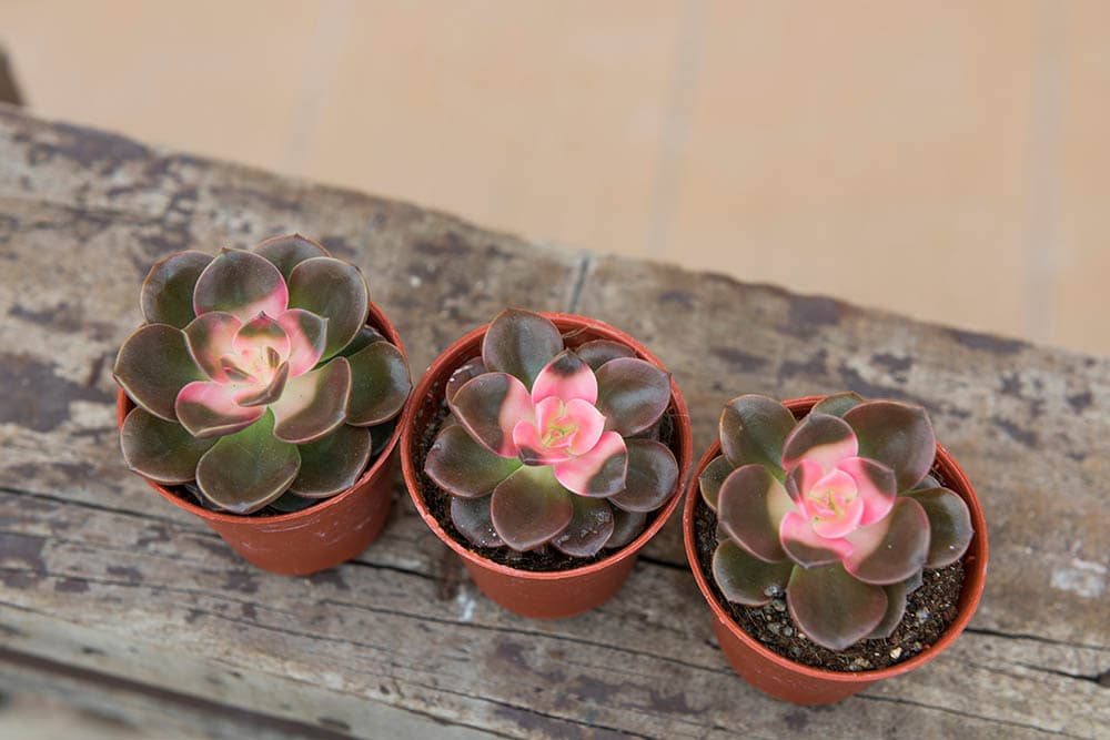 Three potted echeveria chroma