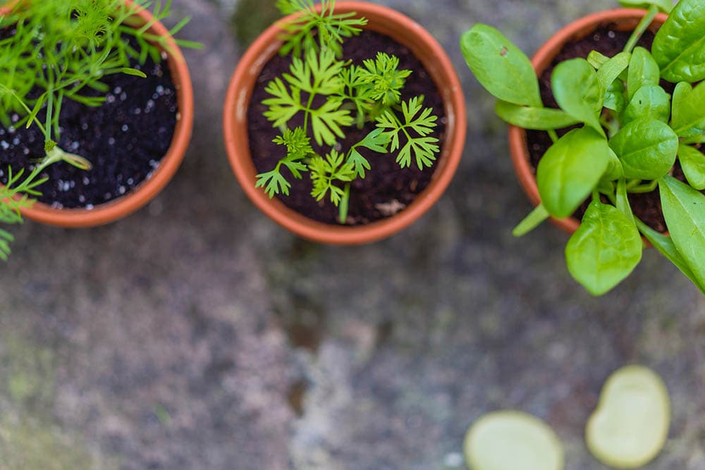 three potted herbs