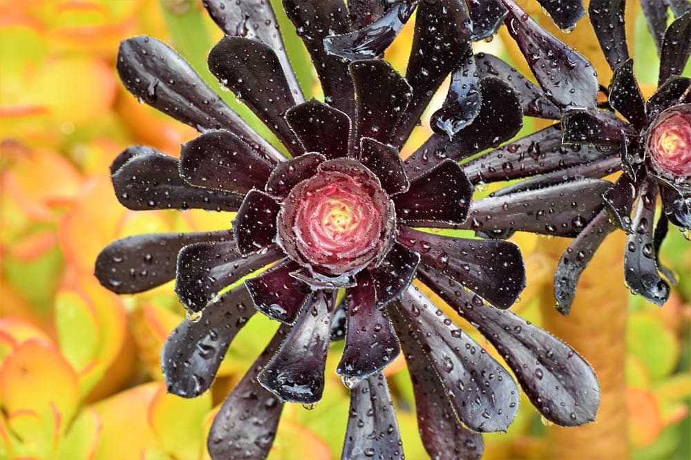 watered Aeonium Arboreum Zwartkop