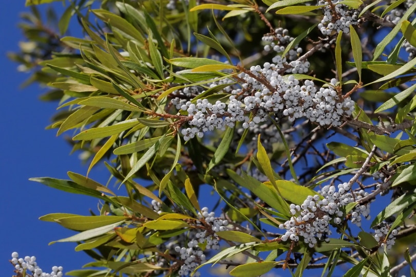wax myrtle