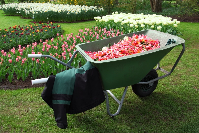 wheelbarrow