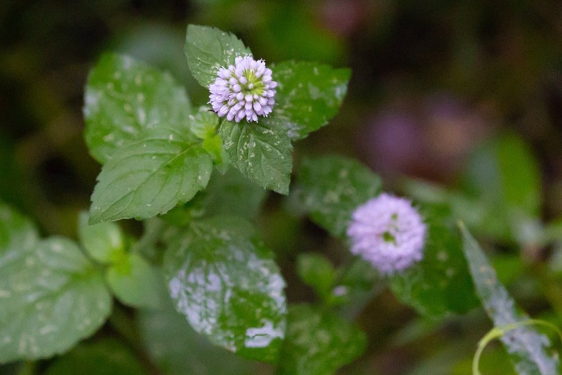 wild mint