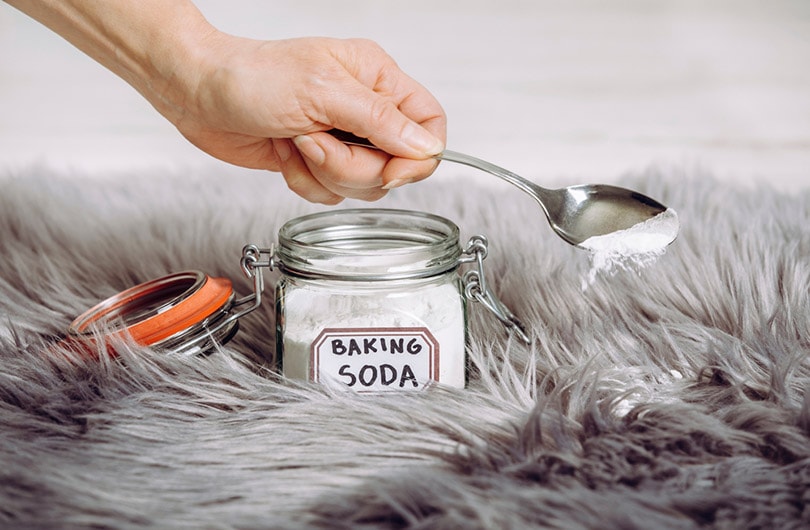 woman hand pouring baking soda on long hair fur carpet for cleaning and stain removal