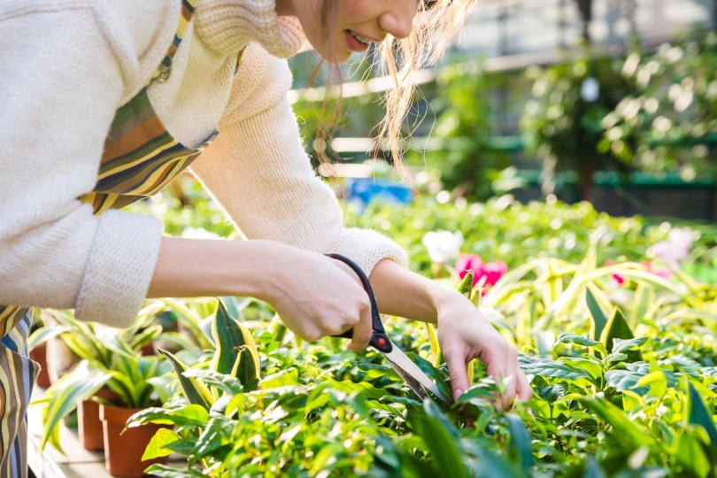 woman using scissor in the garden