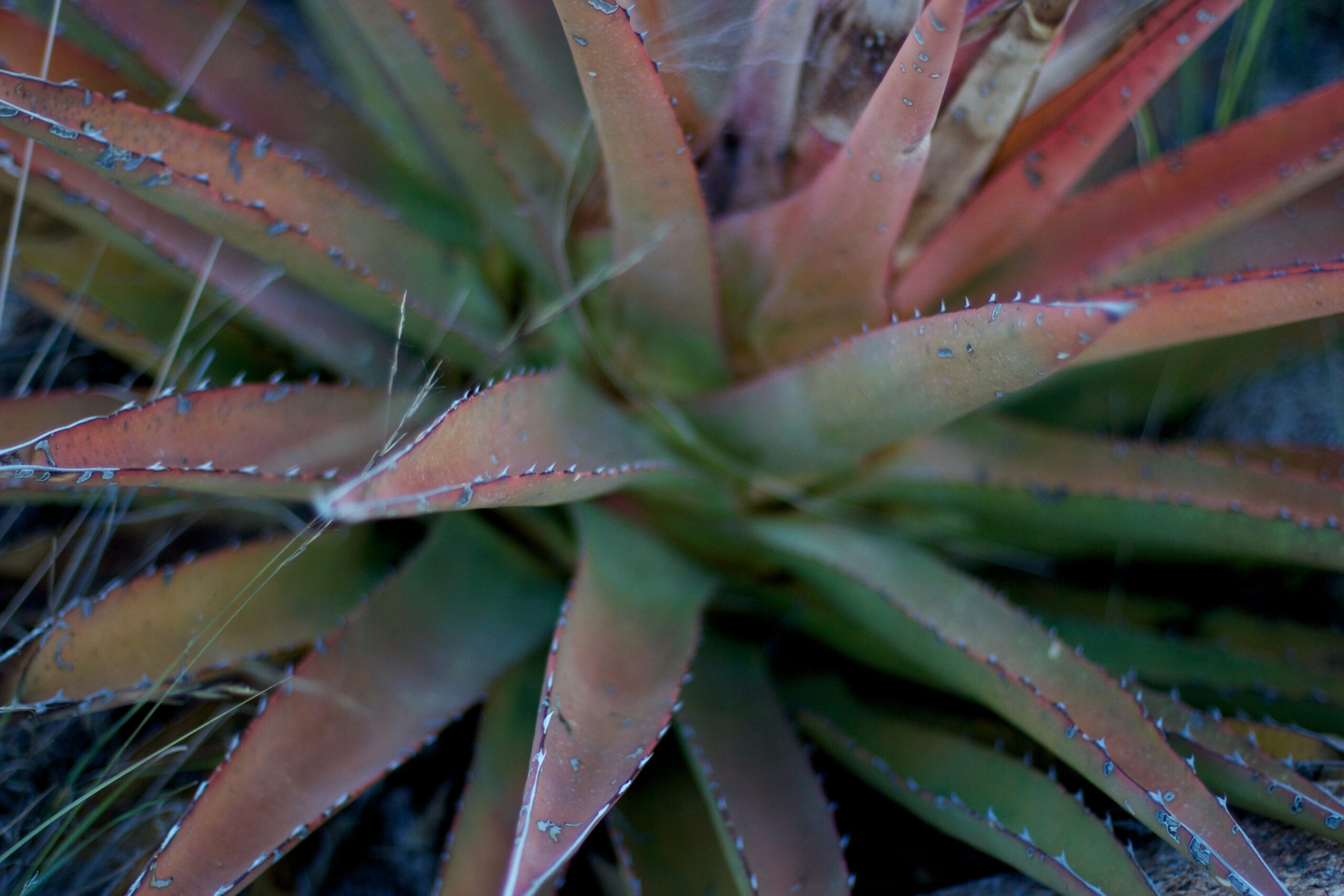 Cape Speckled Aloe (Aloe microstigma)