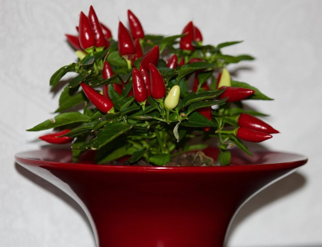 Chilli pepper plant