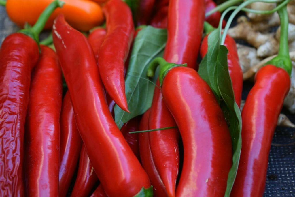 Red chilli pepper