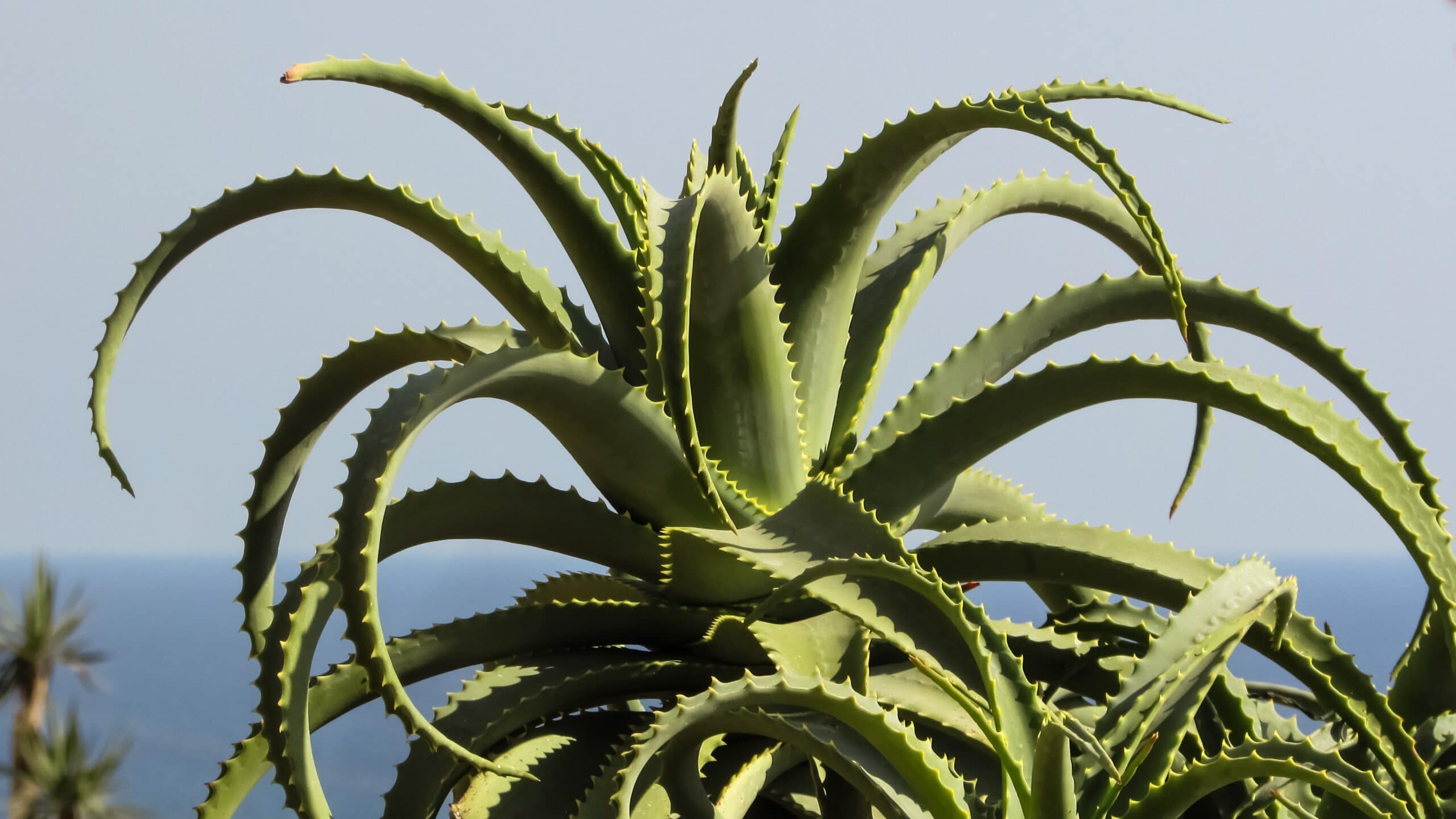 Climbing Aloe (Aloe ciliaris)