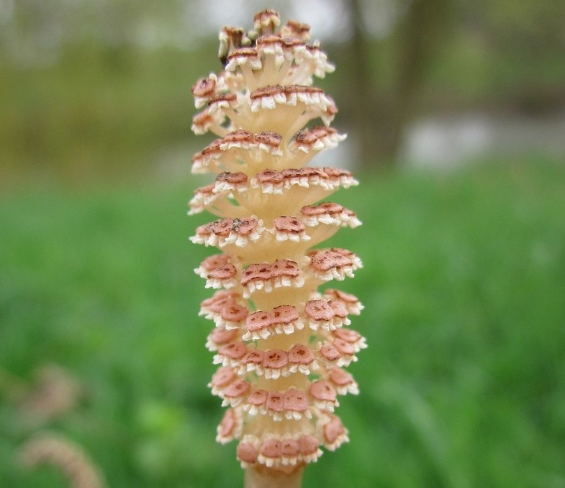 Common Horsetail