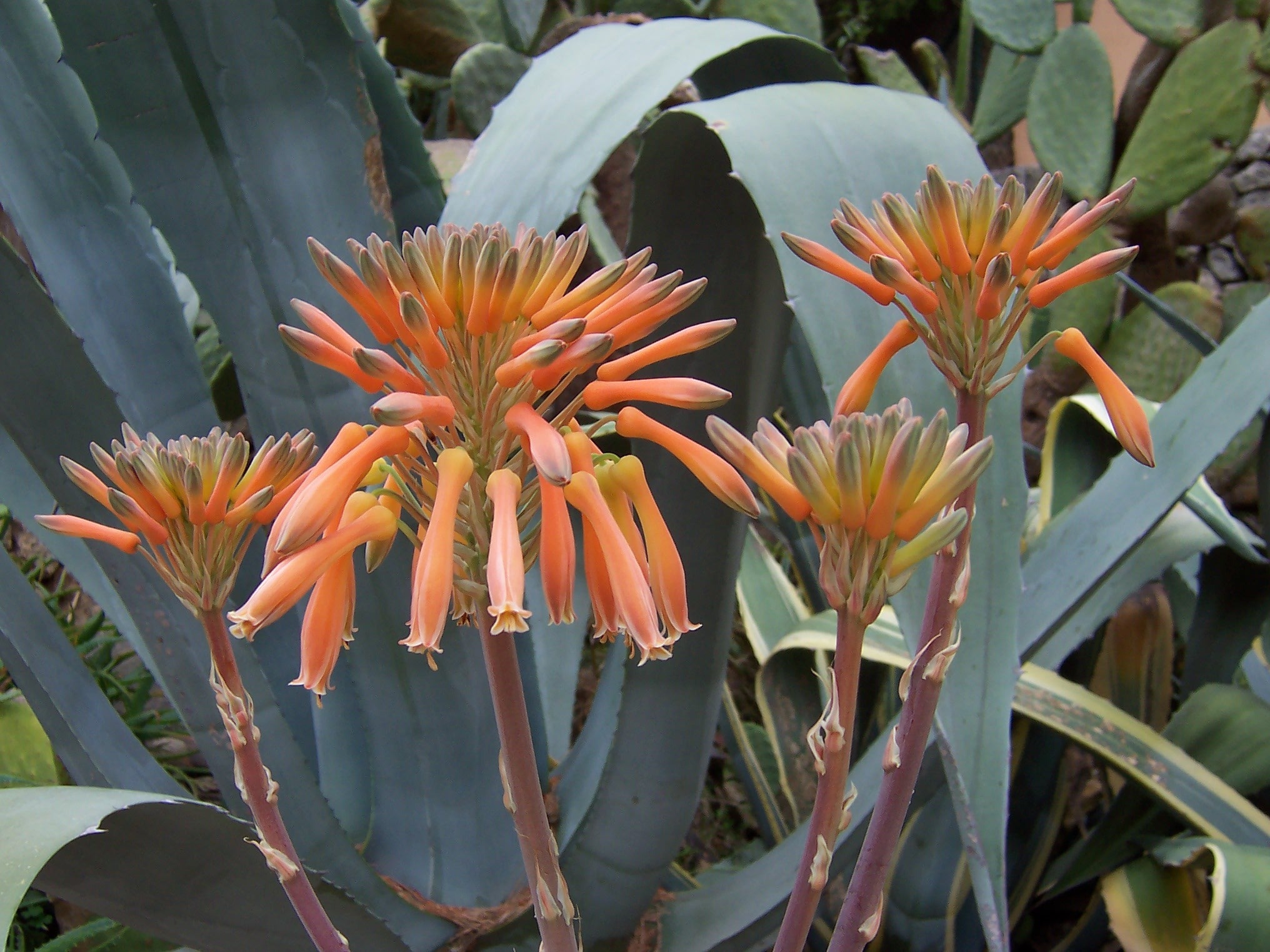 Coral Aloe (Aloe striata)
