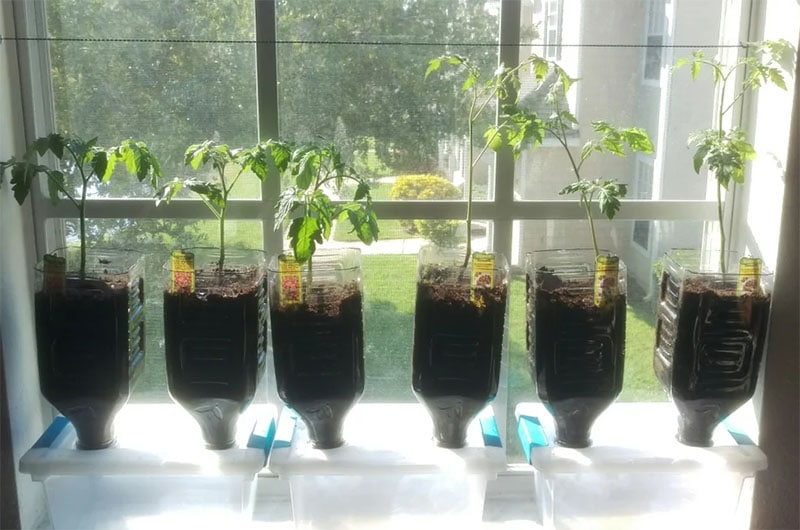 DIY Tomato Garden for Kitchen Windows