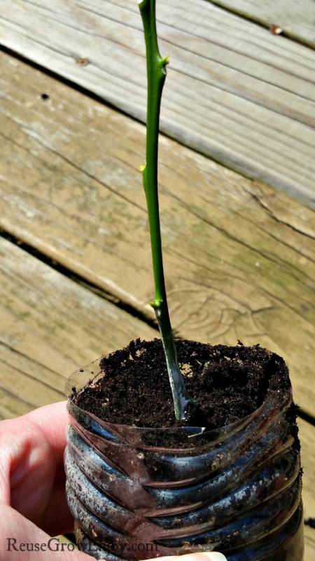 DIY grow plants from cuttings