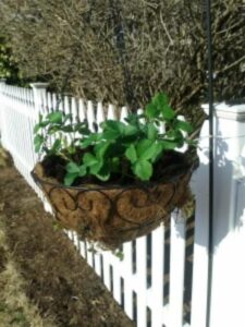 DIY hanging strawberry planter