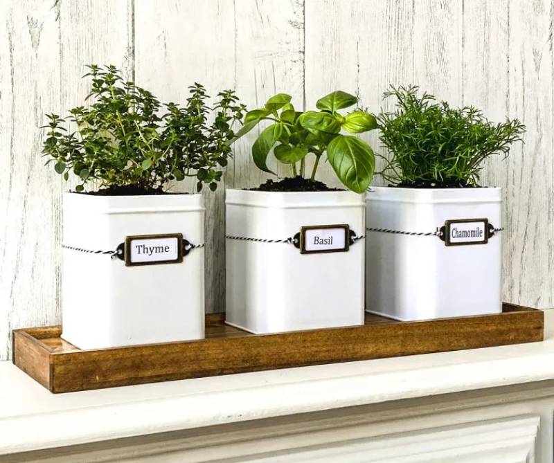 DIY indoor herb garden kit