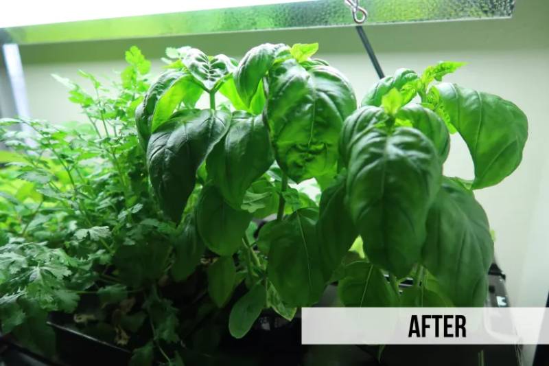 DIY indoor hydroponic garden