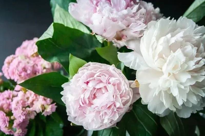 DIY peonies