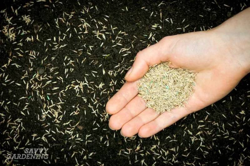 DIY plant grass seed