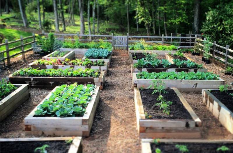 DIY raised bed gardening