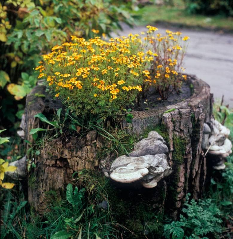DIY repurposed tree stump flower garden