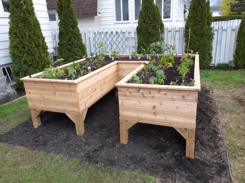 DIY u-shaped cedar raised garden