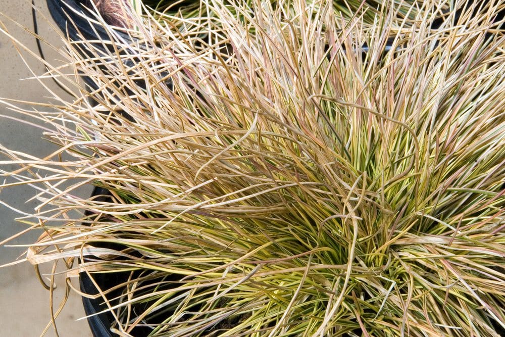 Deschampsia cespitosa Northern Lights