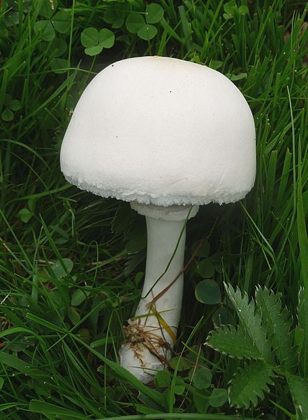 Destroying Angel