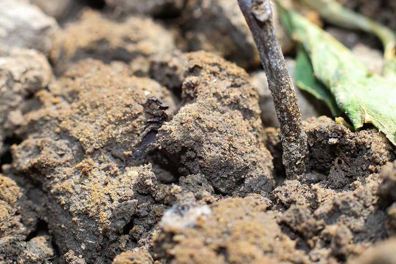 Dry Decompost