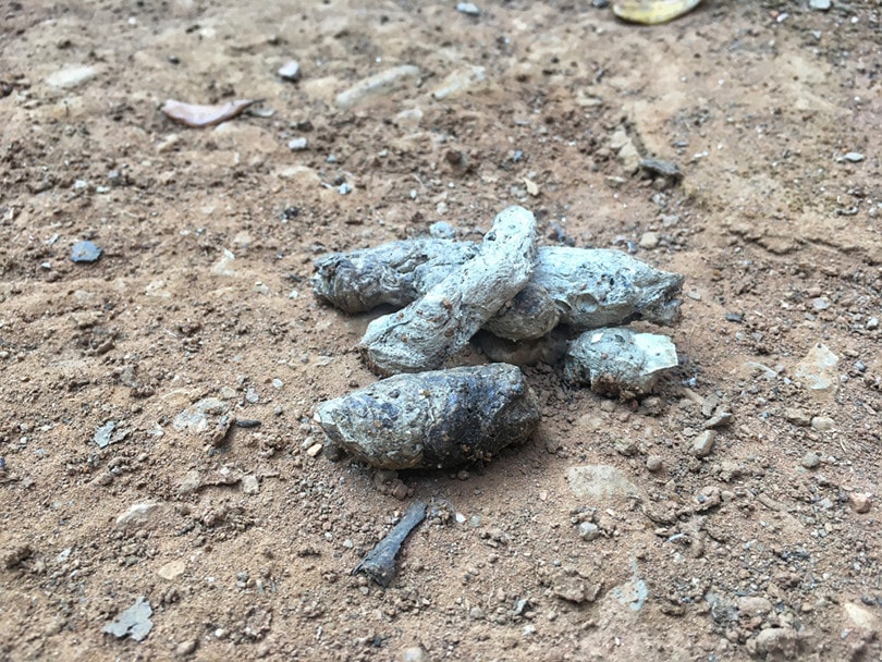Dry Dog Poop