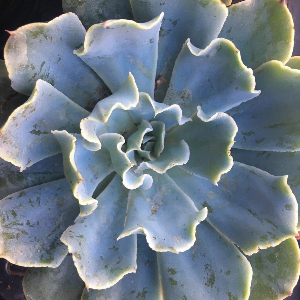 Echeveria Ruffles