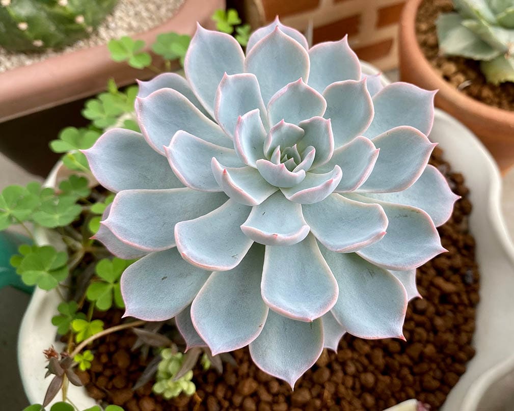 Echeveria peacockii in a pot