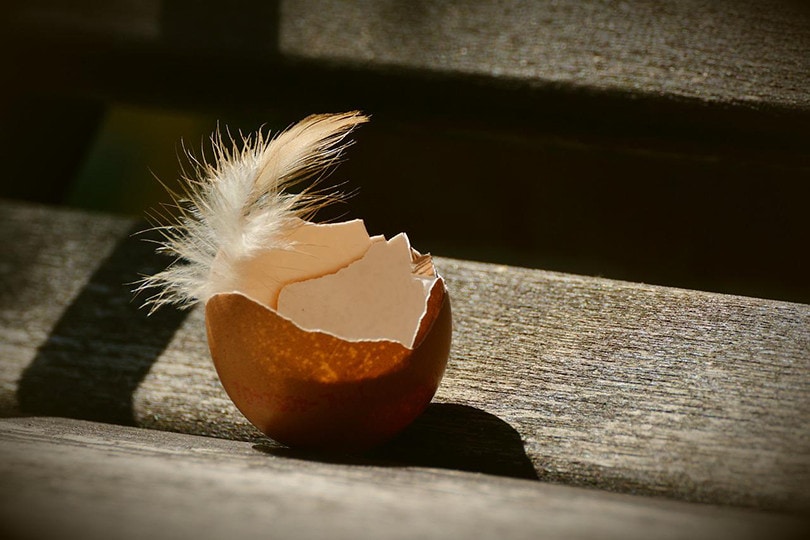 Eggshell