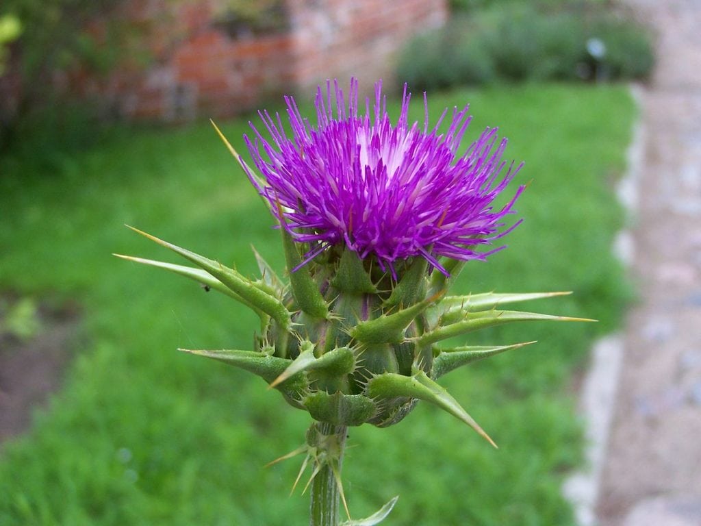 Frombork - Milk thistle flowerhead