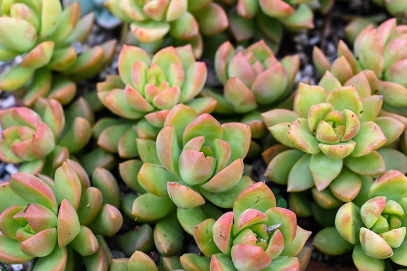 Golden Sedum succulent plant in a pot