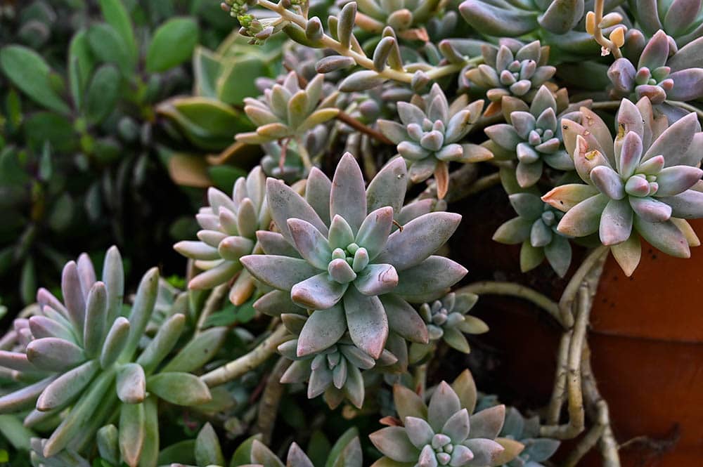 Graptosedum 'Francesco Baldi'