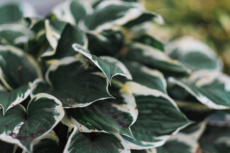 How to Grow Hostas Indoors: 6 Tips, Tricks & Guide | Home Grail