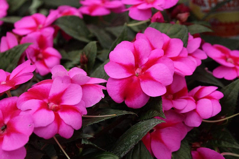 Impatiens Indoor