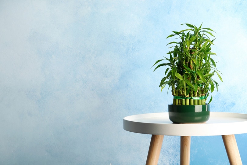 Indoor Bamboo