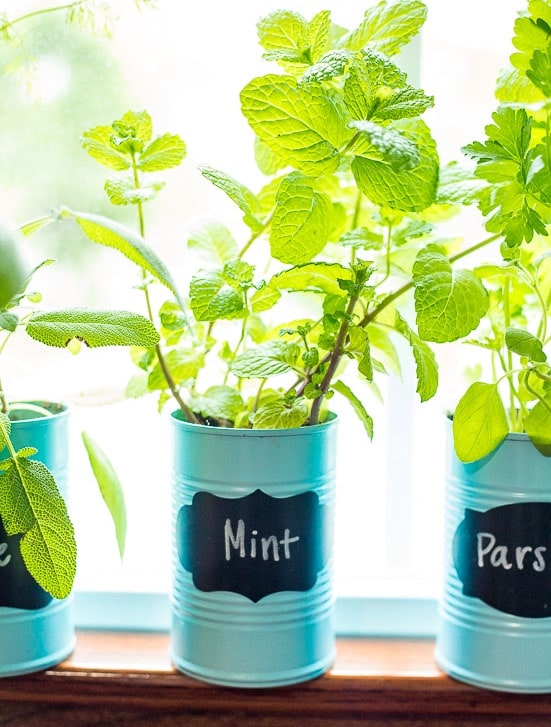 Indoor Windowsill Herb Garden