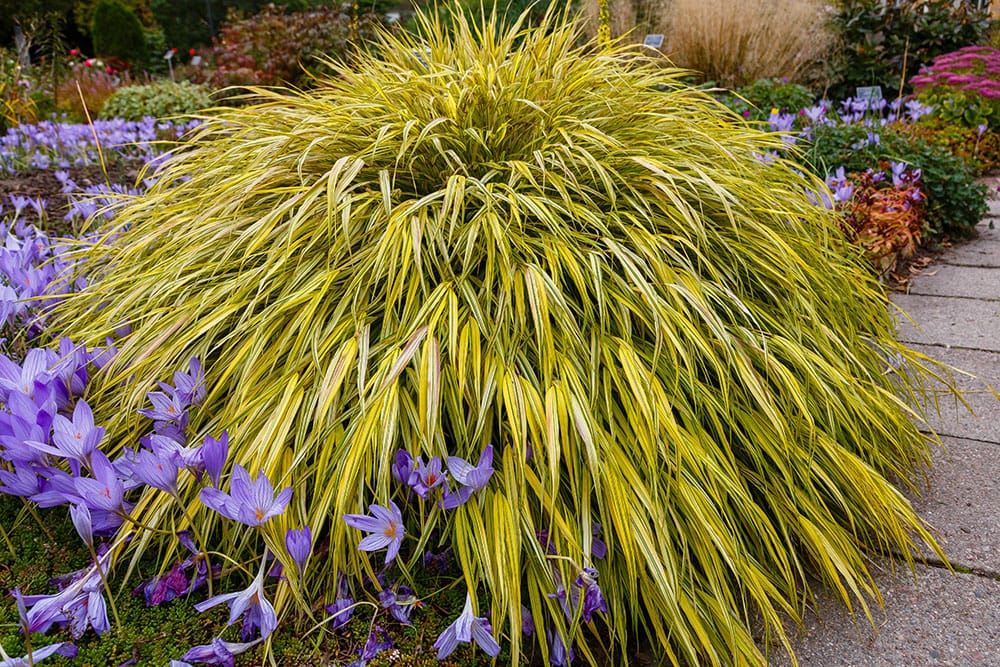Japanese forest grass