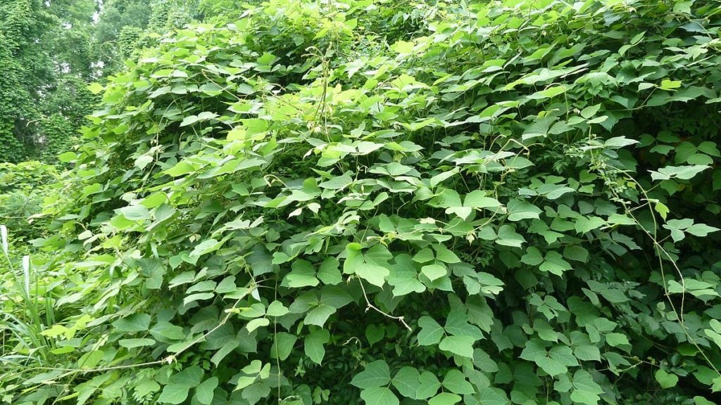 Kudzu in South Carolina