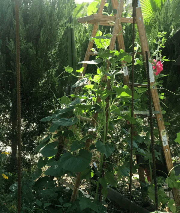 Ladder Trellis