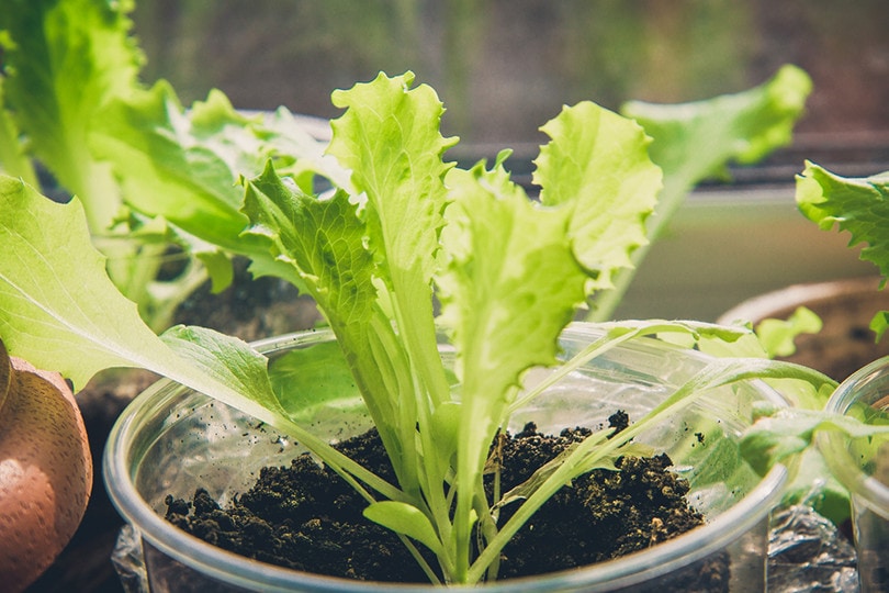 Lettuce Indoor