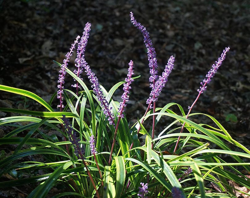 Liriope in Pot