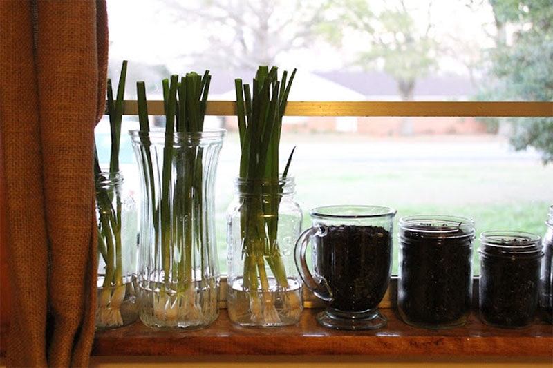 Little Herb Garden for the Kitchen Window
