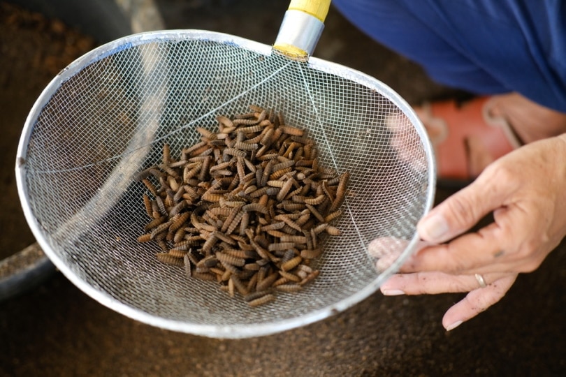 Maggots