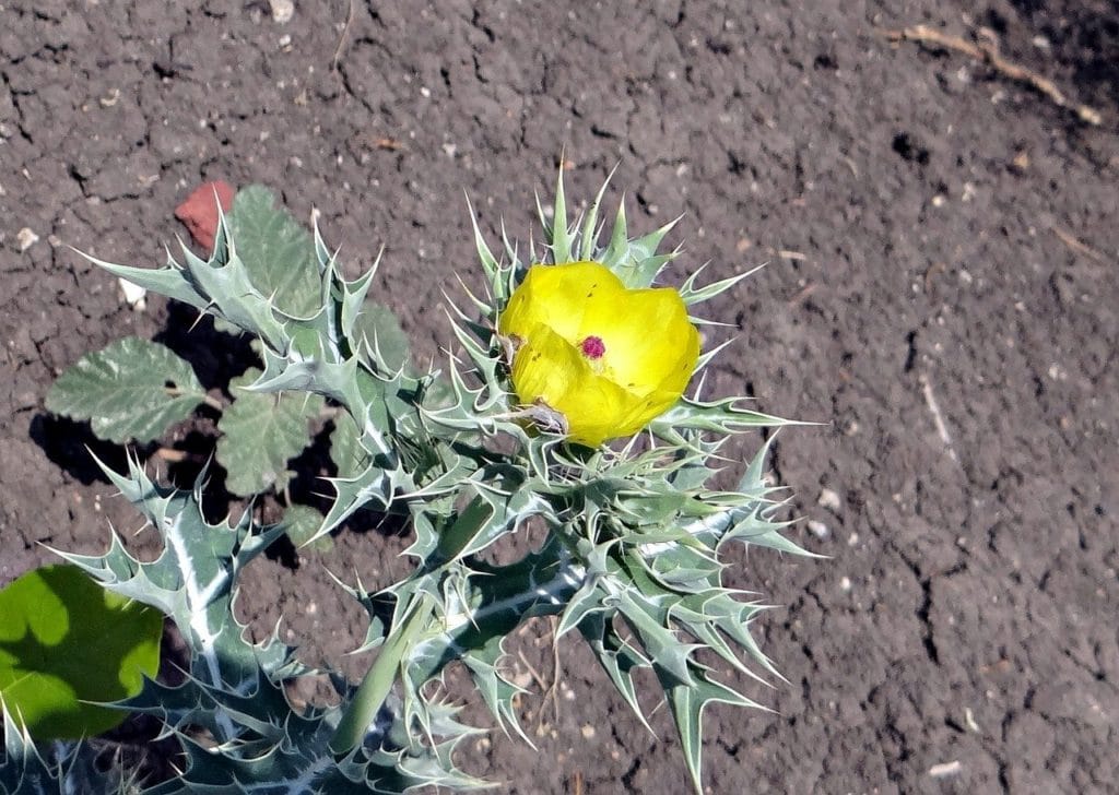 Mexican Prickly Poppy