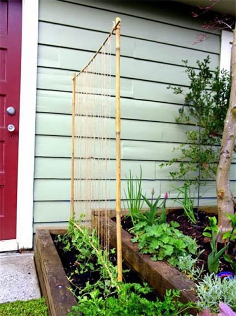 Pea Trellis