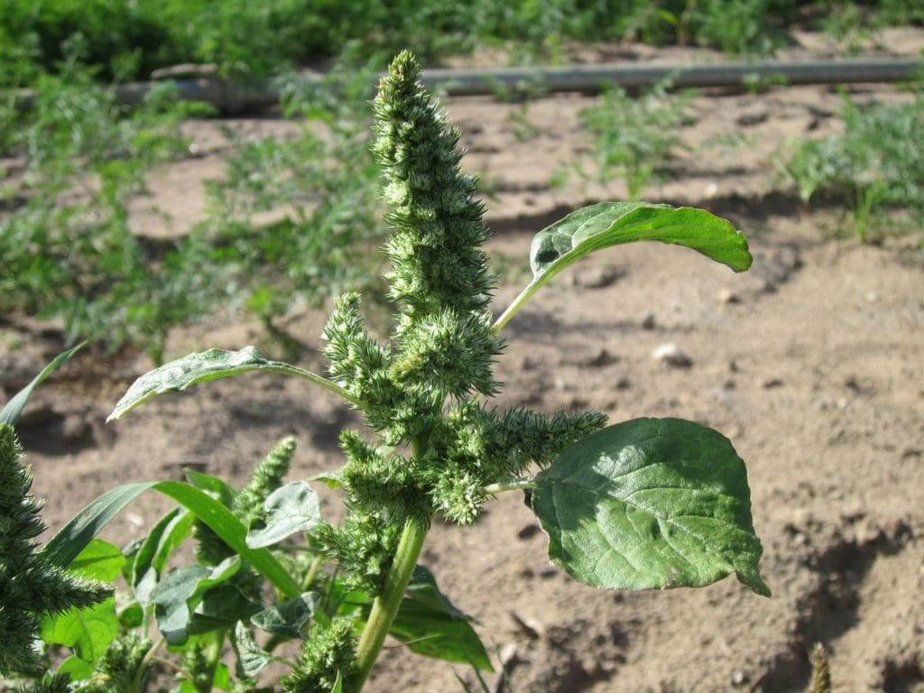 Pigweed