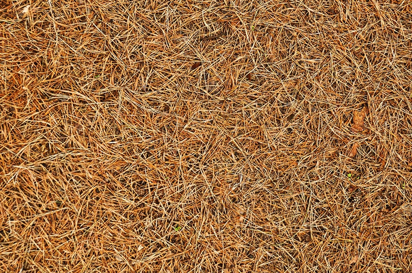 Pine Needle Compost