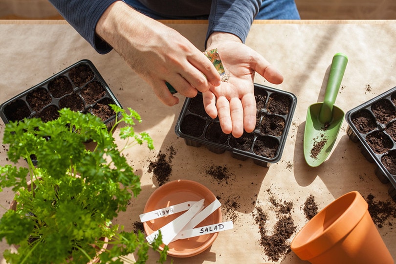 Plant Container Seed